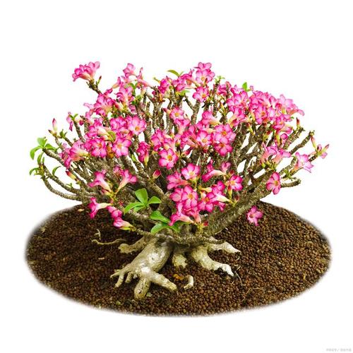 沙漠玫瑰养殖用什么土,沙漠玫瑰用什么土栽-第5张图片-优品飞百科 沙漠玫瑰养殖用什么土,沙漠玫瑰用什么土栽-第5张图片-优品飞百科