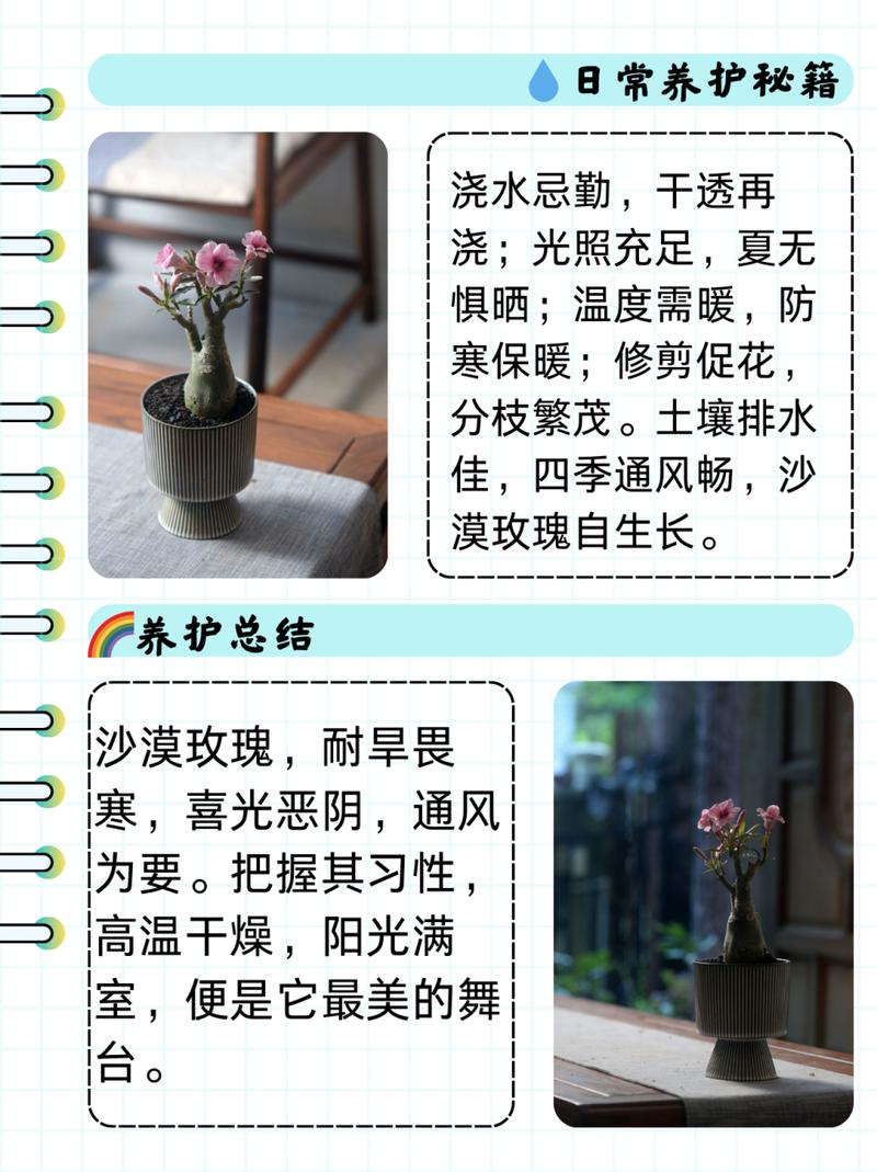 沙漠玫瑰养殖用什么土,沙漠玫瑰用什么土栽-第6张图片-优品飞百科 沙漠玫瑰养殖用什么土,沙漠玫瑰用什么土栽-第6张图片-优品飞百科