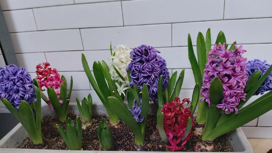 风信子谢了还会再开吗，风信子花谢了以后怎么办