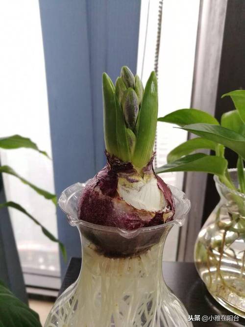 风信子谢了还会再开吗,风信子花谢了以后怎么办-第2张图片-优品飞百科 风信子谢了还会再开吗,风信子花谢了以后怎么办-第2张图片-优品飞百科