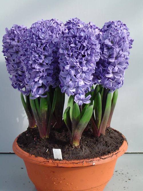 风信子谢了还会再开吗,风信子花谢了以后怎么办-第3张图片-优品飞百科 风信子谢了还会再开吗,风信子花谢了以后怎么办-第3张图片-优品飞百科