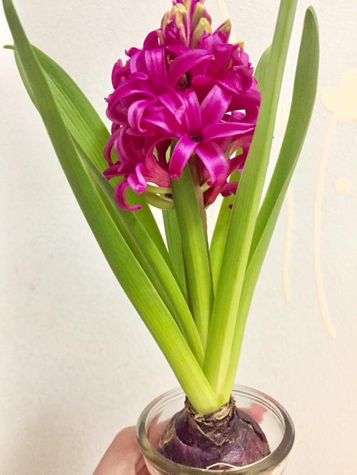 风信子谢了还会再开吗,风信子花谢了以后怎么办-第4张图片-优品飞百科 风信子谢了还会再开吗,风信子花谢了以后怎么办-第4张图片-优品飞百科