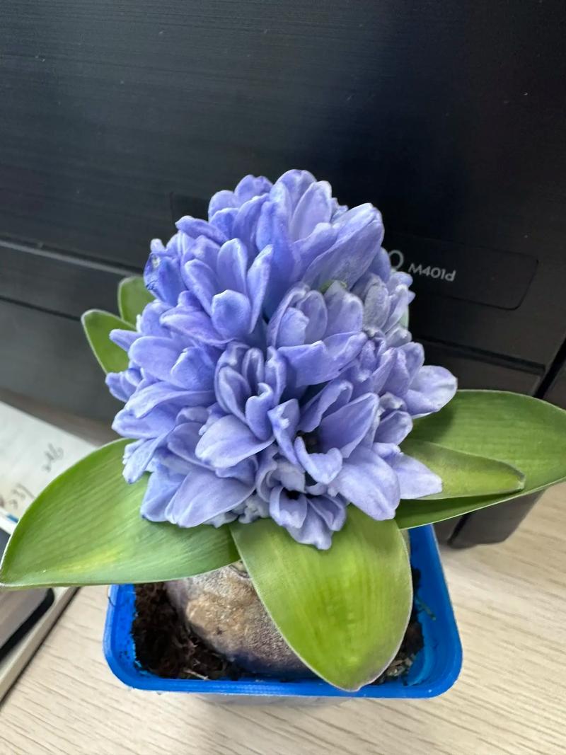 风信子谢了还会再开吗,风信子花谢了以后怎么办-第5张图片-优品飞百科 风信子谢了还会再开吗,风信子花谢了以后怎么办-第5张图片-优品飞百科