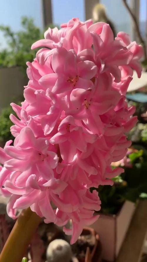 风信子谢了还会再开吗,风信子花谢了以后怎么办-第6张图片-优品飞百科 风信子谢了还会再开吗,风信子花谢了以后怎么办-第6张图片-优品飞百科