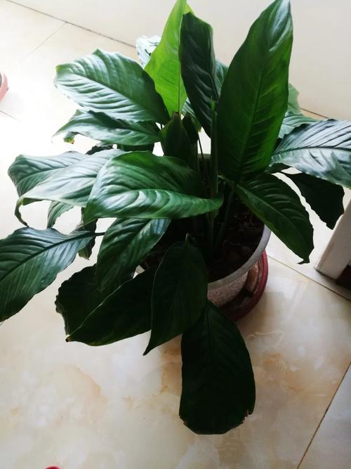 一帆风顺怎么修剪，一帆风顺怎么修剪呢？-第2张图片-优品飞百科