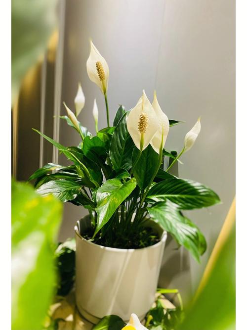 一帆风顺怎么修剪，一帆风顺怎么修剪呢？-第3张图片-优品飞百科