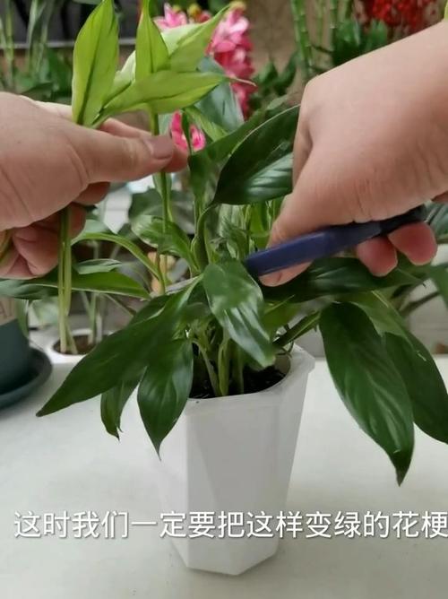 一帆风顺怎么修剪，一帆风顺怎么修剪呢？-第4张图片-优品飞百科