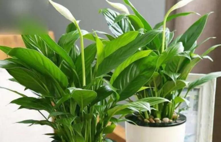 一帆风顺怎么修剪，一帆风顺怎么修剪呢？-第5张图片-优品飞百科