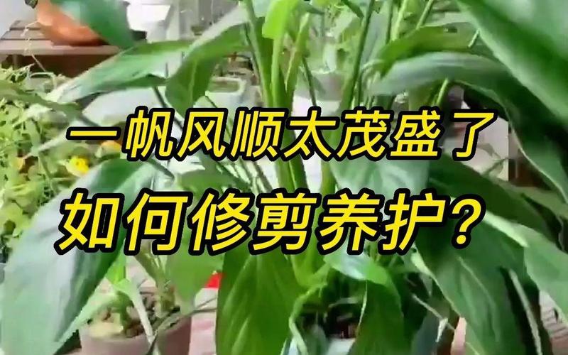 一帆风顺怎么修剪，一帆风顺怎么修剪呢？-第6张图片-优品飞百科