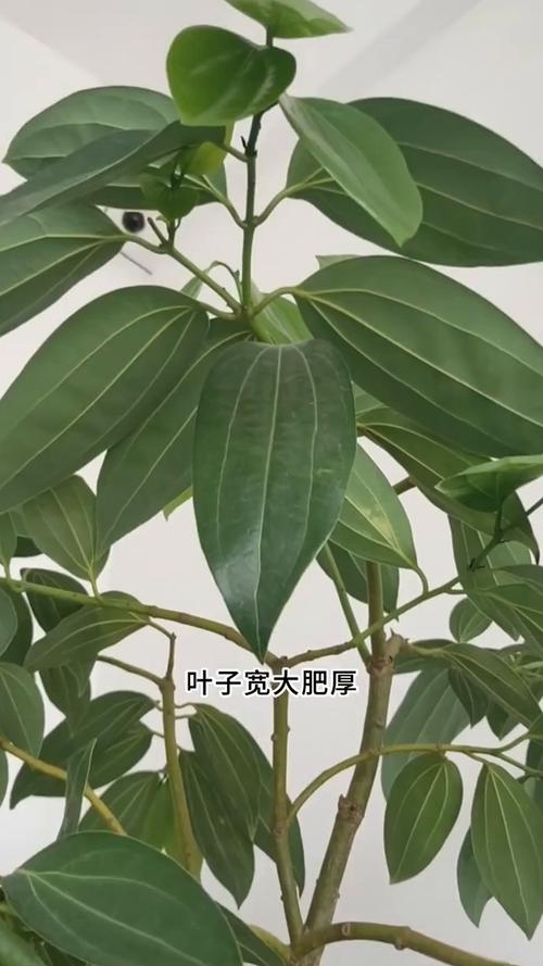 平安树为什么不发新芽?平安树不发新芽怎么回事?-第1张图片-优品飞百科 平安树为什么不发新芽?平安树不发新芽怎么回事?-第1张图片-优品飞百科