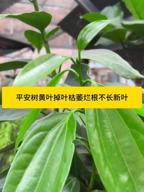 平安树为什么不发新芽?平安树不发新芽怎么回事?-第2张图片-优品飞百科 平安树为什么不发新芽?平安树不发新芽怎么回事?-第2张图片-优品飞百科