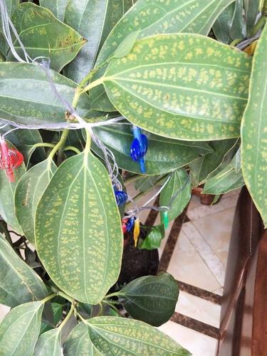 平安树为什么不发新芽?平安树不发新芽怎么回事?-第3张图片-优品飞百科 平安树为什么不发新芽?平安树不发新芽怎么回事?-第3张图片-优品飞百科