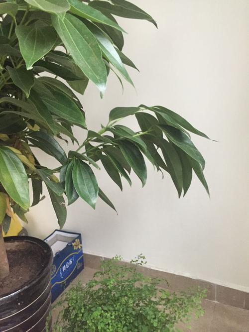 平安树为什么不发新芽?平安树不发新芽怎么回事?-第4张图片-优品飞百科 平安树为什么不发新芽?平安树不发新芽怎么回事?-第4张图片-优品飞百科