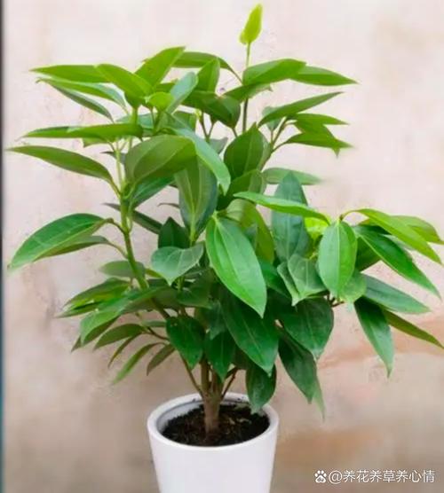 平安树为什么不发新芽?平安树不发新芽怎么回事?-第6张图片-优品飞百科 平安树为什么不发新芽?平安树不发新芽怎么回事?-第6张图片-优品飞百科