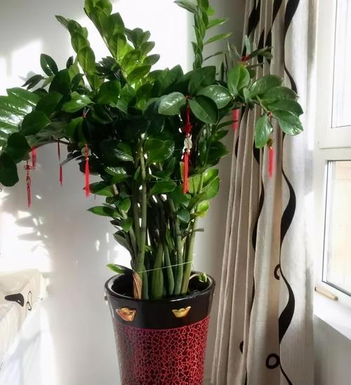 平安树为什么不发新芽?平安树不发新芽怎么回事?-第7张图片-优品飞百科 平安树为什么不发新芽?平安树不发新芽怎么回事?-第7张图片-优品飞百科