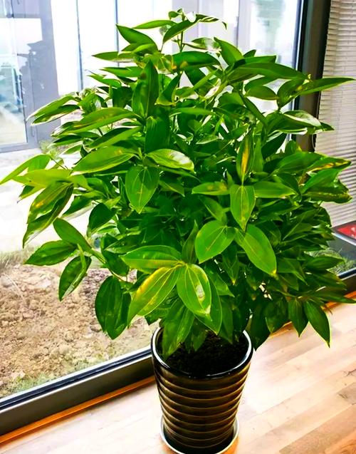 平安树为什么不发新芽?平安树不发新芽怎么回事?-第8张图片-优品飞百科 平安树为什么不发新芽?平安树不发新芽怎么回事?-第8张图片-优品飞百科