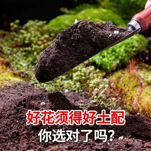榕树用什么土栽培？榕树用什么土种植？-第2张图片-优品飞百科