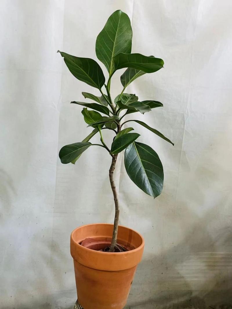 榕树用什么土栽培？榕树用什么土种植？-第3张图片-优品飞百科