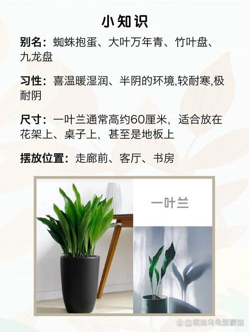 一叶兰怎么繁殖，一叶兰繁殖快吗？-第1张图片-优品飞百科