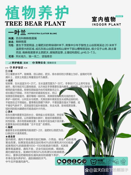 一叶兰怎么繁殖，一叶兰繁殖快吗？-第2张图片-优品飞百科