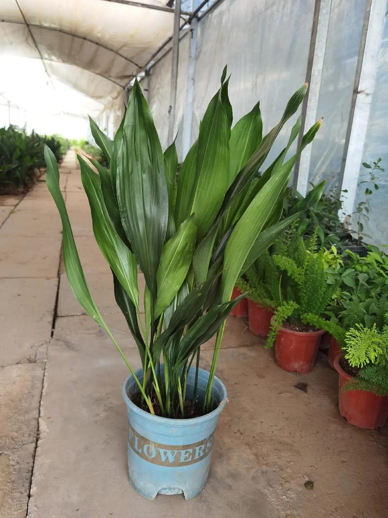 一叶兰怎么繁殖，一叶兰繁殖快吗？-第3张图片-优品飞百科