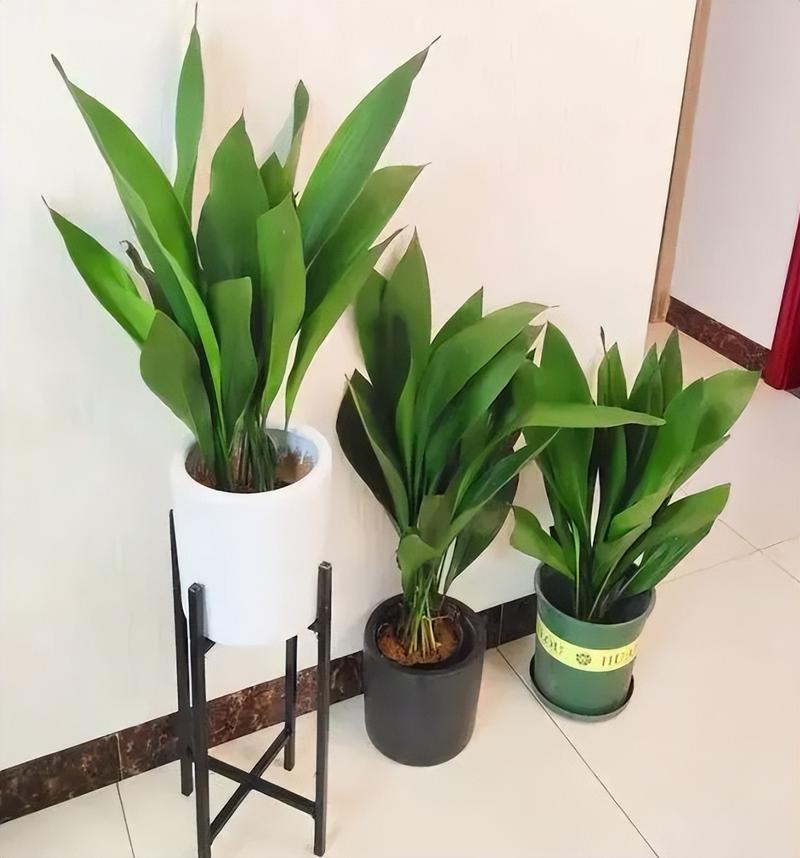 一叶兰怎么繁殖，一叶兰繁殖快吗？-第4张图片-优品飞百科