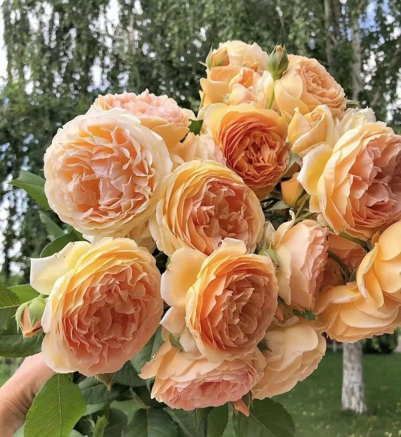 玛格丽特开花后怎么处理，玛格丽特开花了还能修剪吗?？