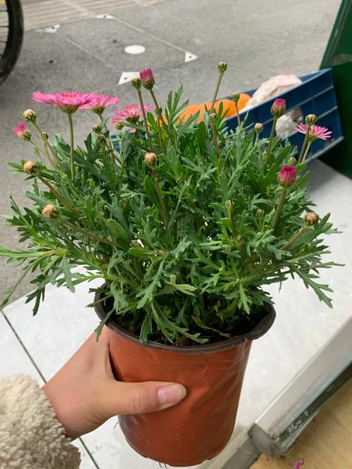 玛格丽特开花后怎么处理，玛格丽特开花了还能修剪吗?？-第2张图片-优品飞百科