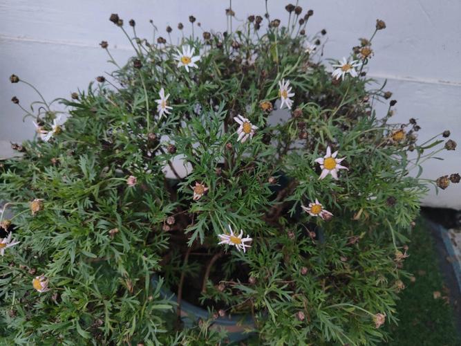 玛格丽特开花后怎么处理，玛格丽特开花了还能修剪吗?？-第3张图片-优品飞百科