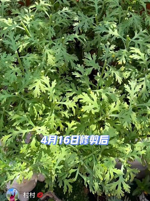 玛格丽特开花后怎么处理，玛格丽特开花了还能修剪吗?？-第4张图片-优品飞百科