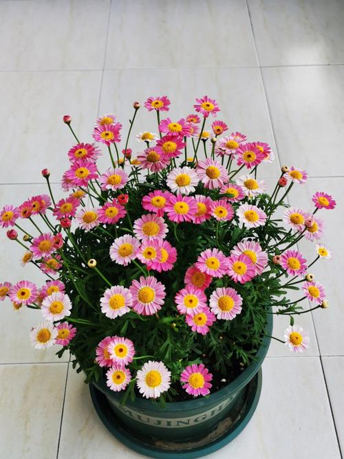 玛格丽特开花后怎么处理，玛格丽特开花了还能修剪吗?？-第5张图片-优品飞百科