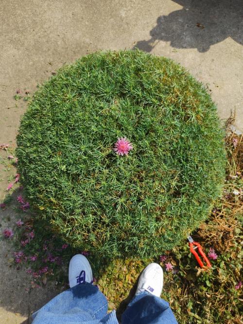 玛格丽特开花后怎么处理，玛格丽特开花了还能修剪吗?？-第6张图片-优品飞百科