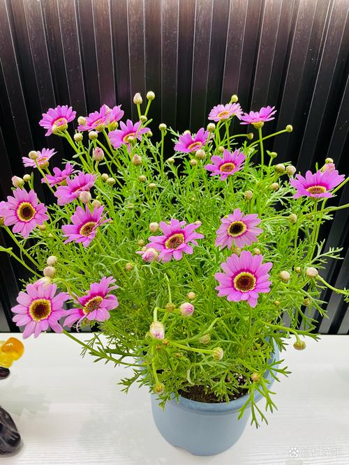 玛格丽特开花后怎么处理，玛格丽特开花了还能修剪吗?？-第7张图片-优品飞百科