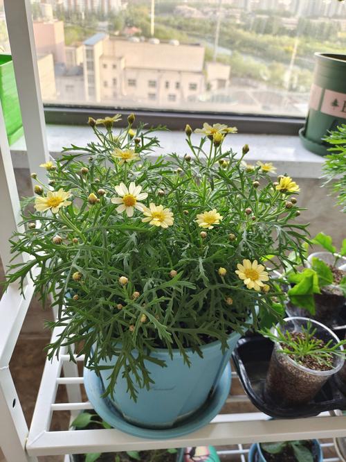 玛格丽特开花后怎么处理，玛格丽特开花了还能修剪吗?？-第8张图片-优品飞百科