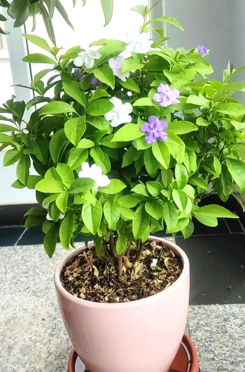 番茉莉怎么养？番茉莉怎么扦插？-第3张图片-优品飞百科