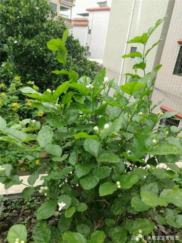 番茉莉怎么养？番茉莉怎么扦插？-第4张图片-优品飞百科