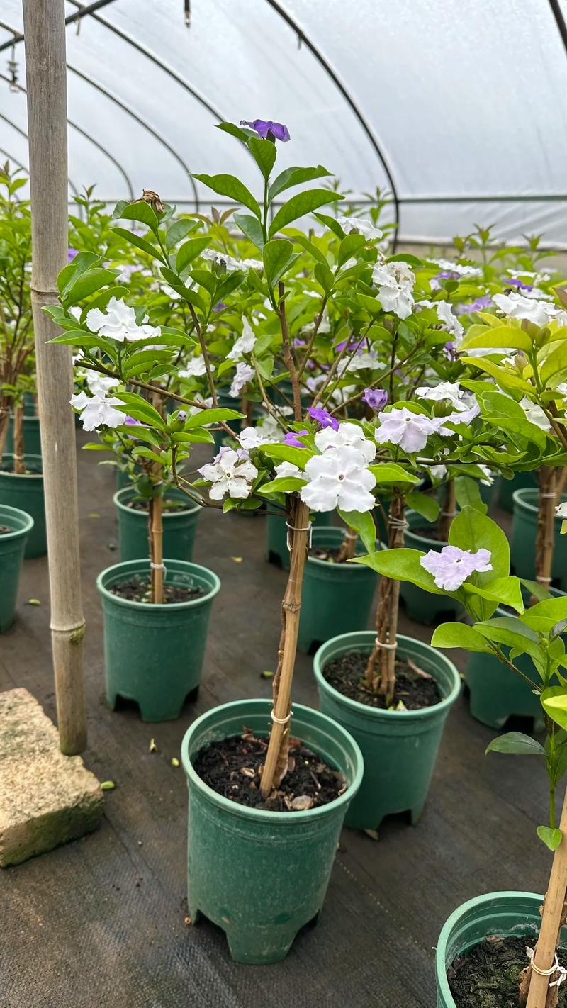 番茉莉怎么养？番茉莉怎么扦插？-第5张图片-优品飞百科