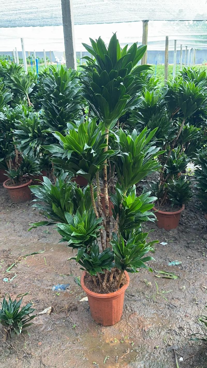 太阳神花怎么养，太阳神花怎么养用什么肥-第1张图片-优品飞百科