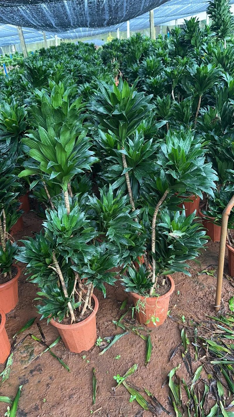 太阳神花怎么养，太阳神花怎么养用什么肥-第2张图片-优品飞百科