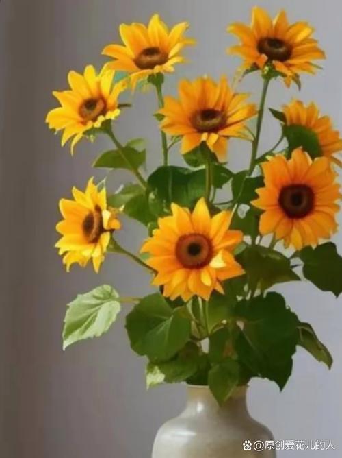 太阳神花怎么养，太阳神花怎么养用什么肥-第3张图片-优品飞百科