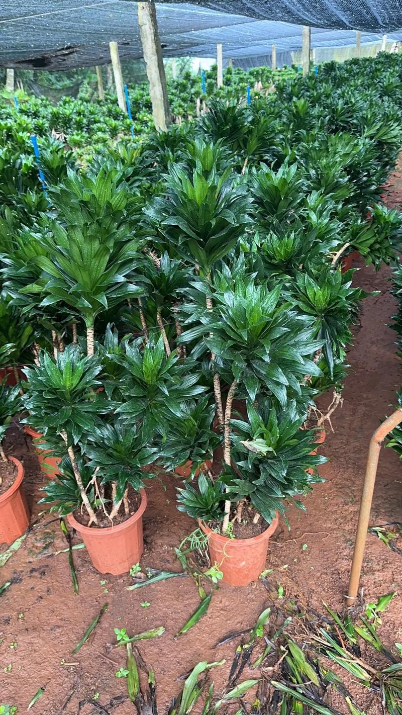 太阳神花怎么养，太阳神花怎么养用什么肥-第4张图片-优品飞百科