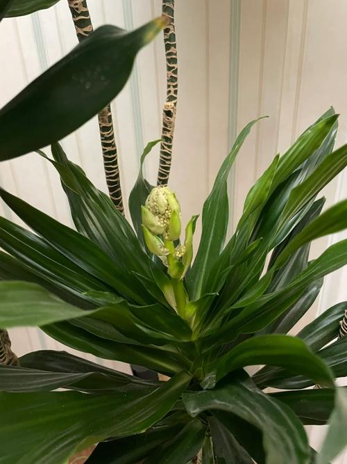 太阳神花怎么养，太阳神花怎么养用什么肥-第5张图片-优品飞百科