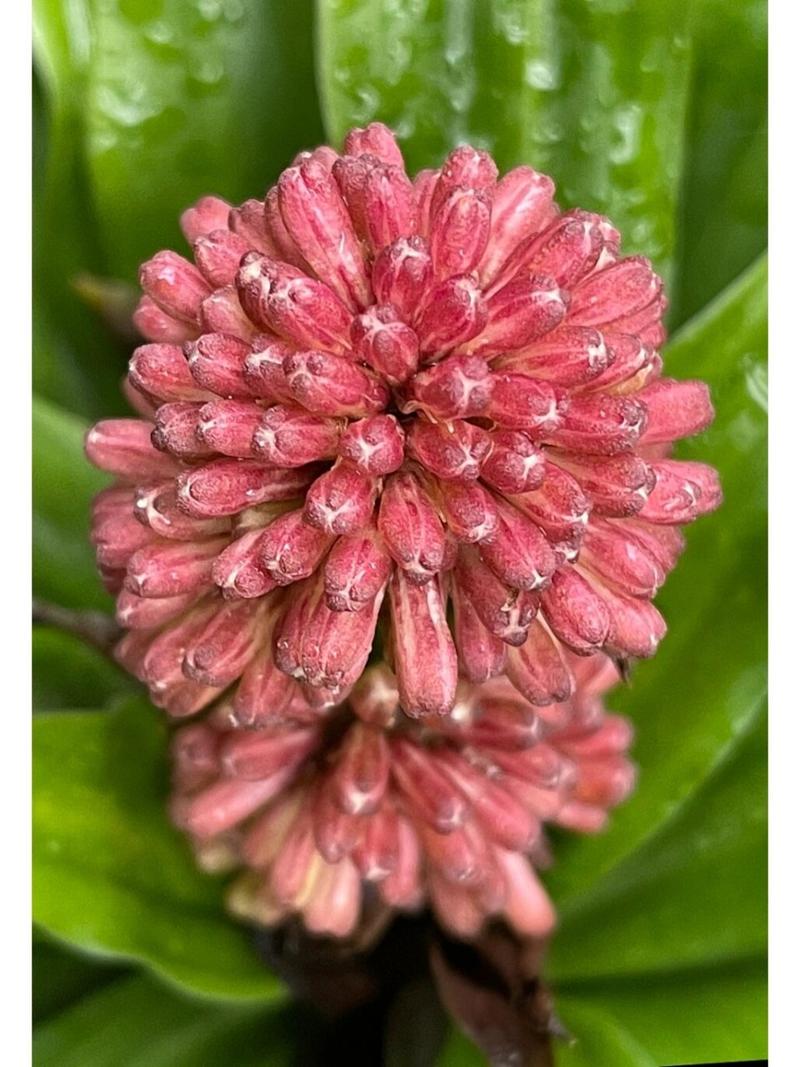 太阳神花怎么养，太阳神花怎么养用什么肥-第6张图片-优品飞百科