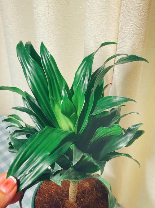 太阳神花怎么养，太阳神花怎么养用什么肥-第7张图片-优品飞百科