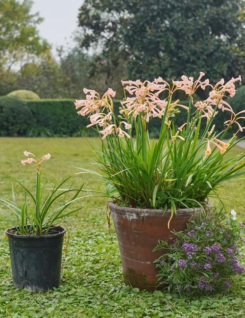 艳斑苣苔的种植方法？艳斑苣苔花猫？-第1张图片-优品飞百科