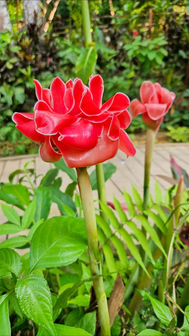 艳斑苣苔的种植方法？艳斑苣苔花猫？-第3张图片-优品飞百科