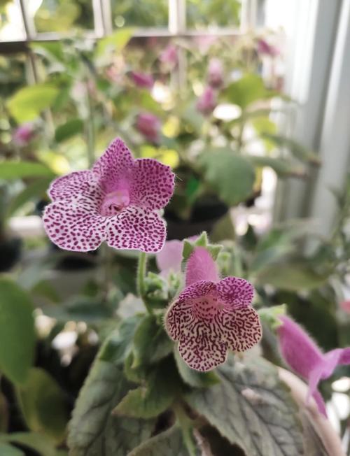 艳斑苣苔的种植方法？艳斑苣苔花猫？-第4张图片-优品飞百科