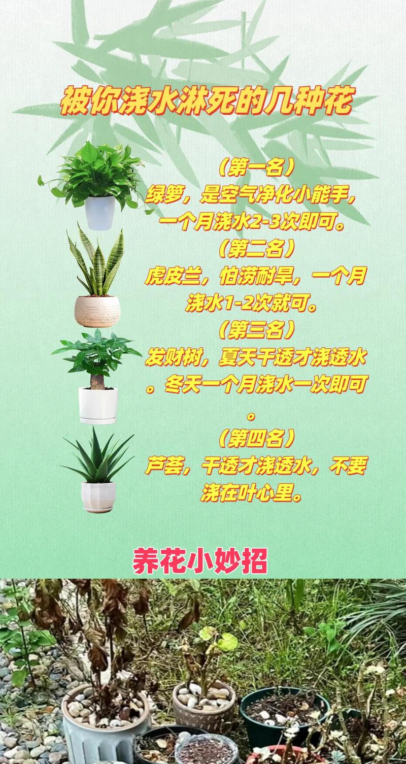 虎皮兰的浇水频率，虎皮兰浇几次水？
