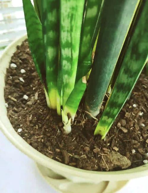 虎皮兰的浇水频率，虎皮兰浇几次水？-第2张图片-优品飞百科