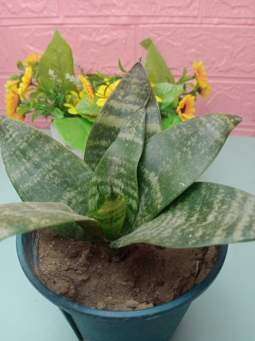 虎皮兰的浇水频率，虎皮兰浇几次水？-第4张图片-优品飞百科